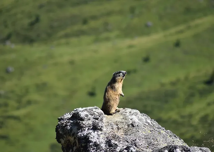 Kro Berggasthaus-strassberg *