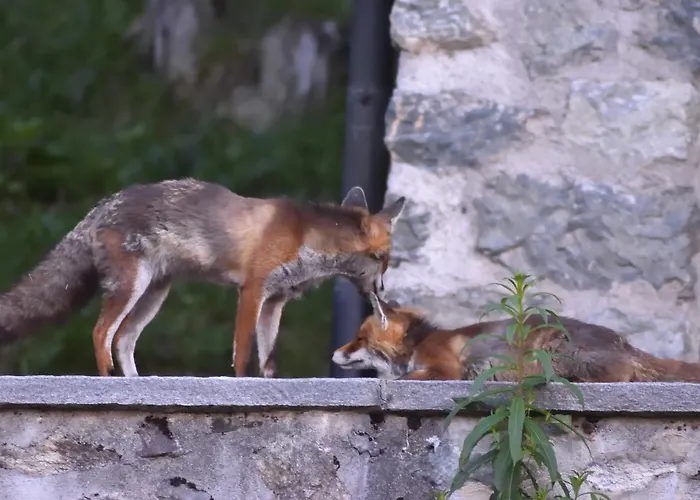 Berggasthaus-strassberg * Strassberg