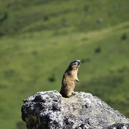 イン Berggasthaus-strassberg *