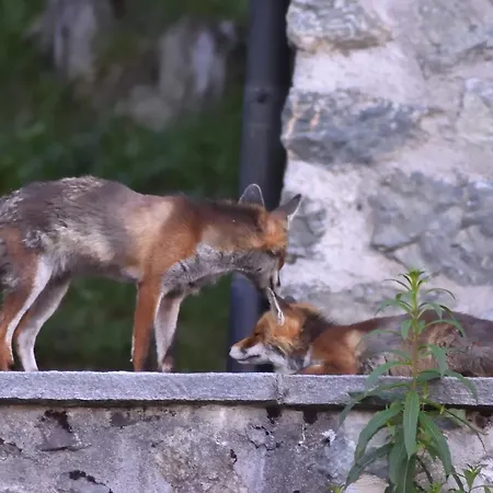 Berggasthaus-strassberg * Strassberg